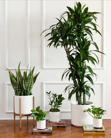 office-plants