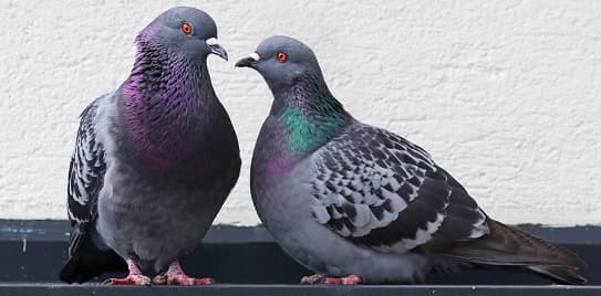 pigeons